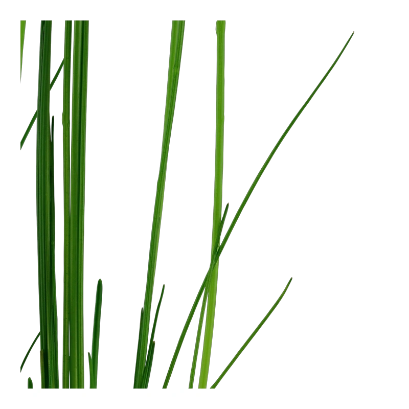 5136-3-2-440.png.webp 5136-3-2-440.png.webp