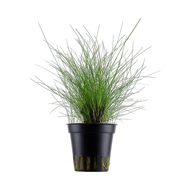 5138-2-1-845.png.webp