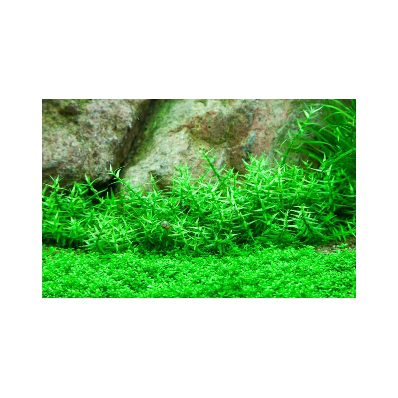 5228-3-10-7.jpg.webp 5228-3-10-7.jpg.webp