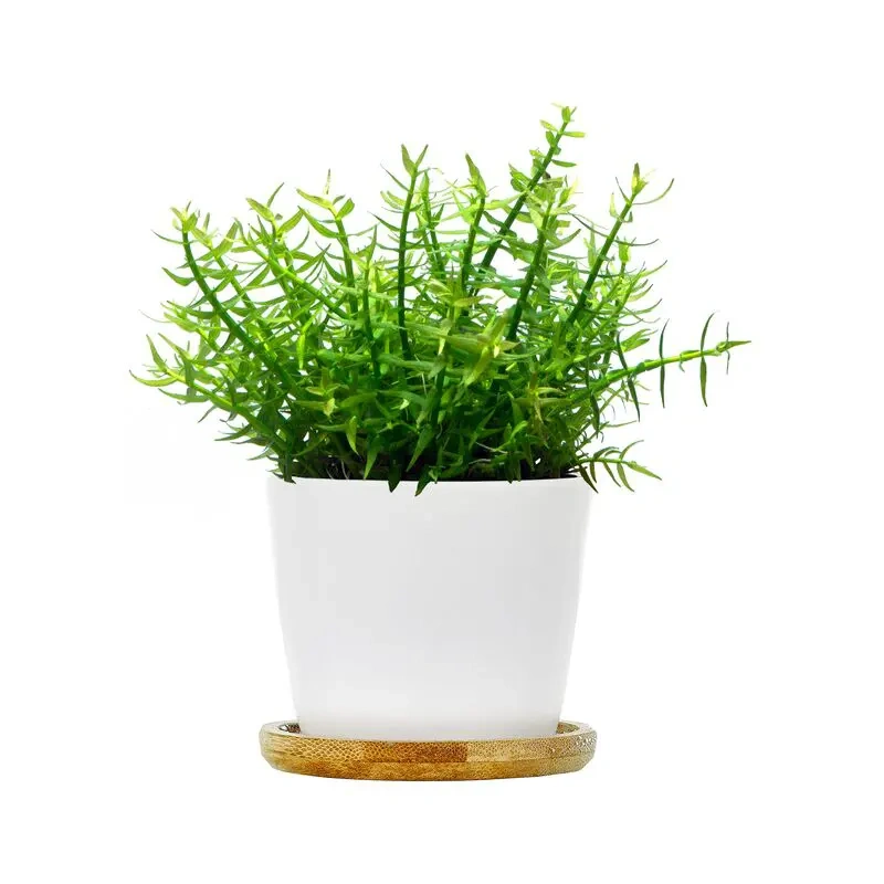 5228-gratiola-viscidula-2.jpg.webp 5228-gratiola-viscidula-2.jpg.webp