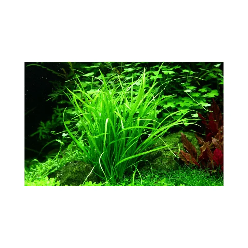 5274-3-12.jpg.webp 5274-3-12.jpg.webp