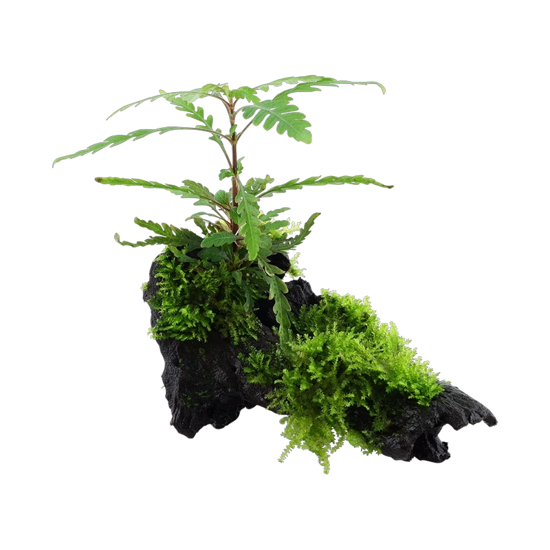 5320-2-114181.png.webp 5320-2-114181.png.webp
