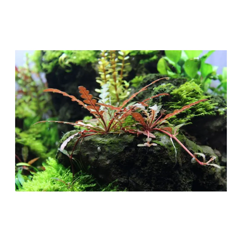 5321-16937-10414a-hygrophila-pinnatifida-112-2.jpg.webp 5321-16937-10414a-hygrophila-pinnatifida-112-2.jpg.webp