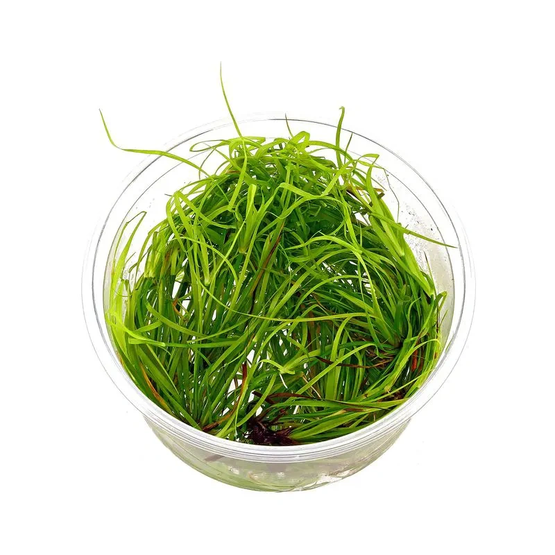 5526-juncus-repens-in-vitro-xl.jpg.webp 5526-juncus-repens-in-vitro-xl.jpg.webp