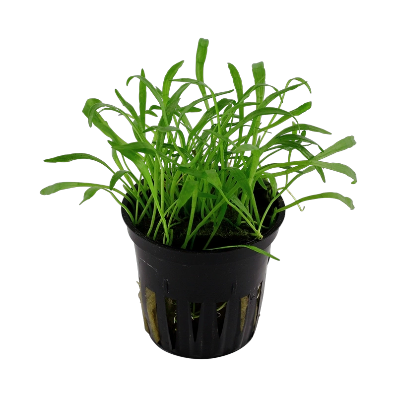 5657-040-pot-2-2.png.webp 5657-040-pot-2-2.png.webp
