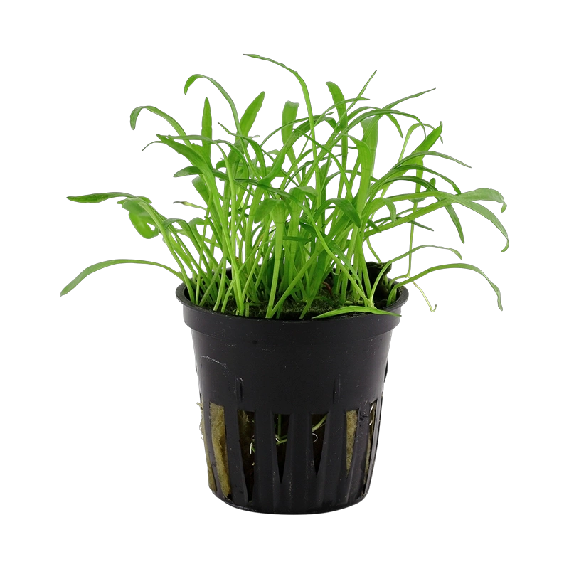5657-040-pot-4.png.webp