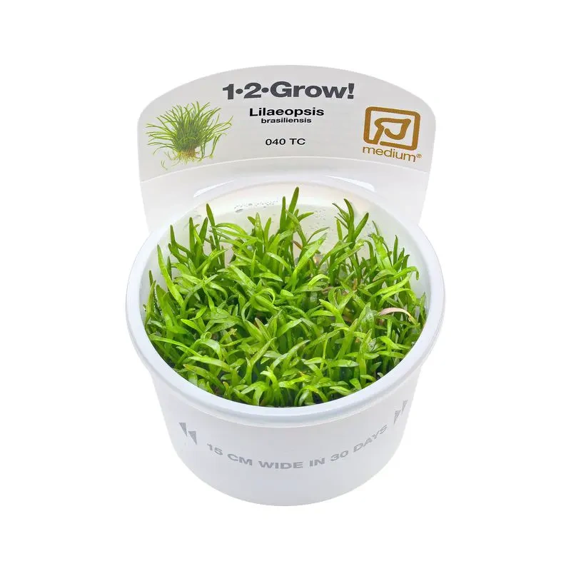 5658-lilaeopsis-brasiliensis-1-2-grow.jpg.webp