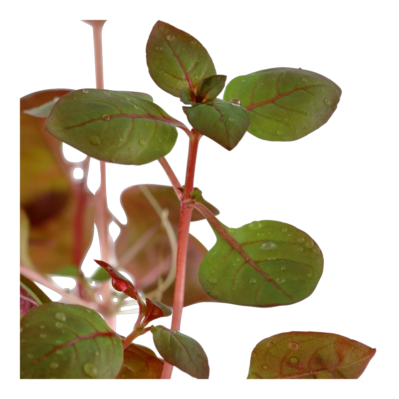 5668-3-4-893.png.webp 5668-3-4-893.png.webp