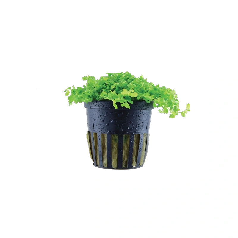 5672-025-pot-10057-6059ca1ab9a830-70324649-025-20pot-png-4-2.png.webp