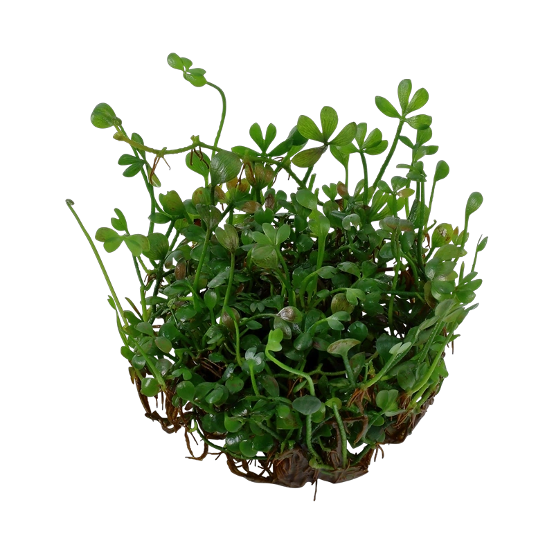 5675-3-2-443.png.webp 5675-3-2-443.png.webp