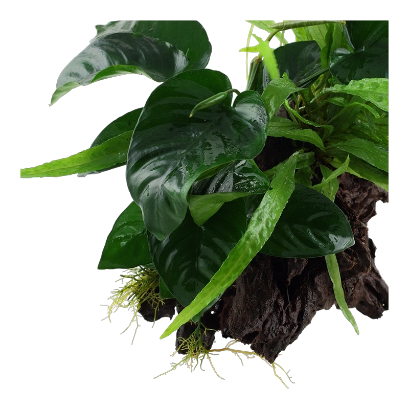 5677-4-1-72.png.webp