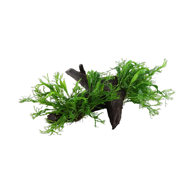 5682-3-1-98.png.webp 5682-3-1-98.png.webp