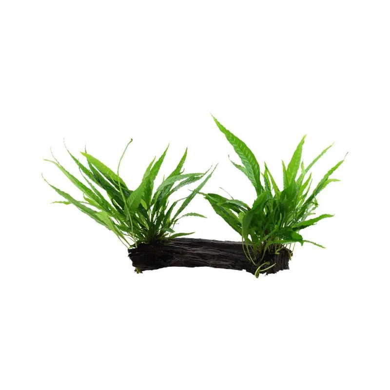5698-2-42.jpg.webp