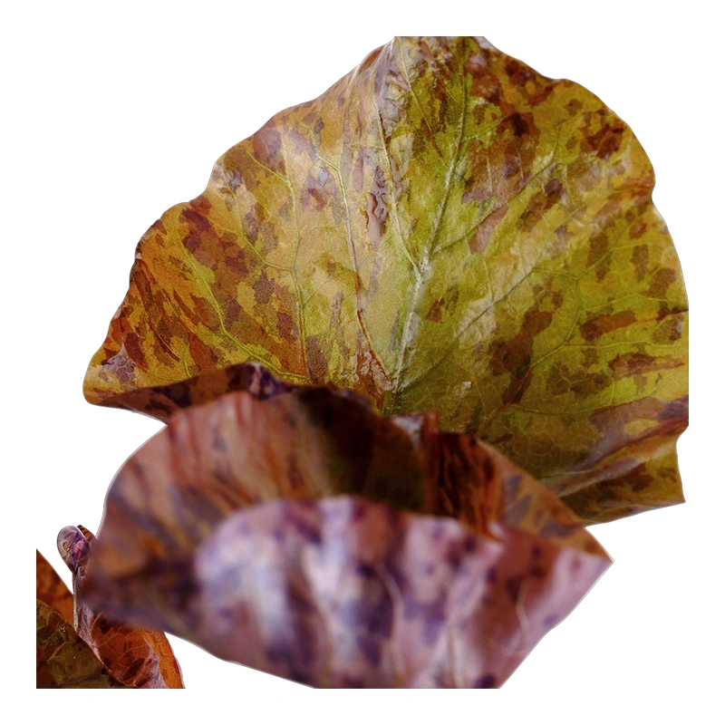5701-3-3-31.png.webp 5701-3-3-31.png.webp