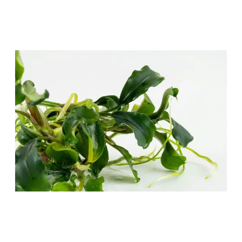 6036-139-tc-10606-61cbfc6ec082c1-70804935-139-20tc-3-jpeg-4.jpg.webp 6036-139-tc-10606-61cbfc6ec082c1-70804935-139-20tc-3-jpeg-4.jpg.webp