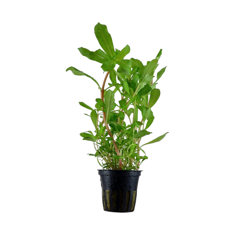 6087-033b-5.png.webp