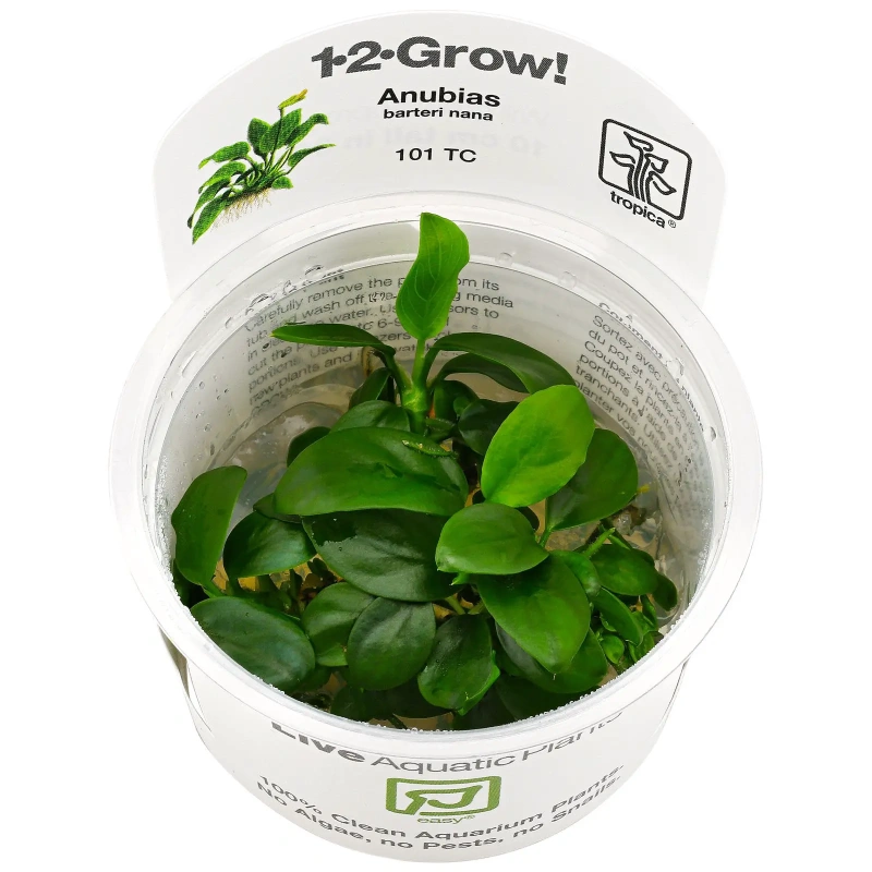 6094-anubias-barteri-var-nana-1-2-grow.jpg.webp