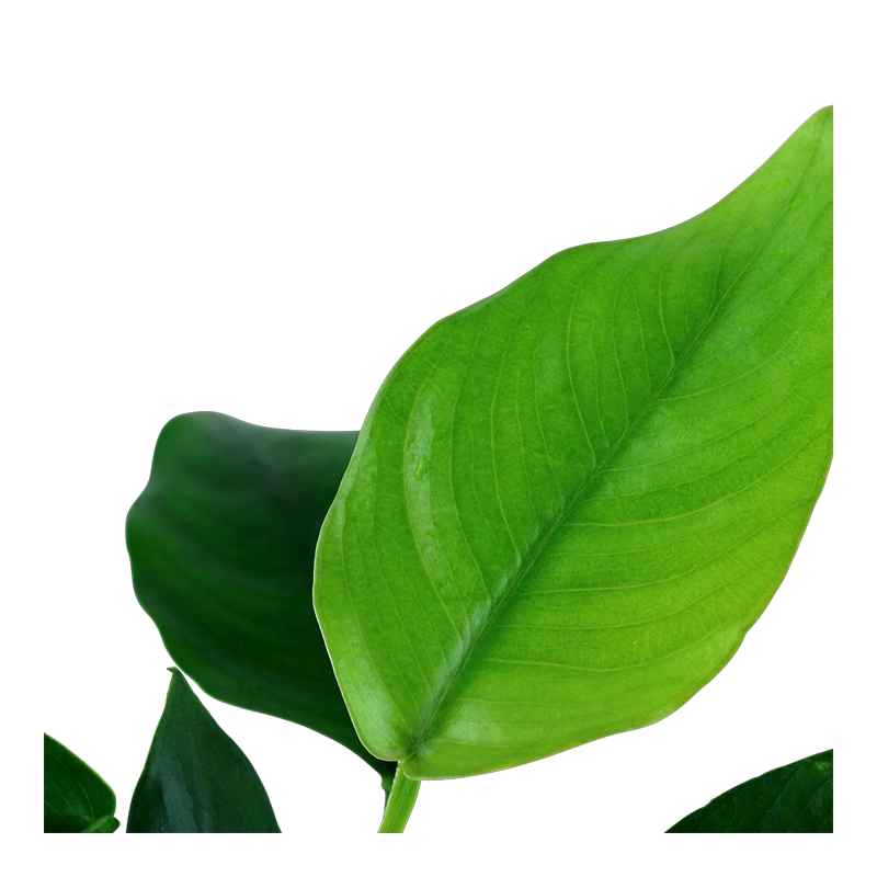 6097-4-1-61.png.webp 6097-4-1-61.png.webp