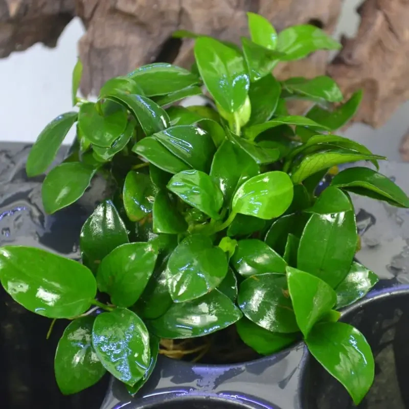 6097-anu252-800x800.jpg.webp 6097-anu252-800x800.jpg.webp