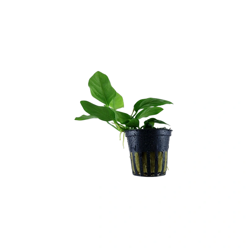 6103-2-1-843.png.webp