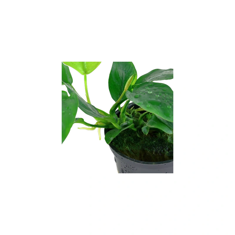 6103-3-3-26.png.webp 6103-3-3-26.png.webp