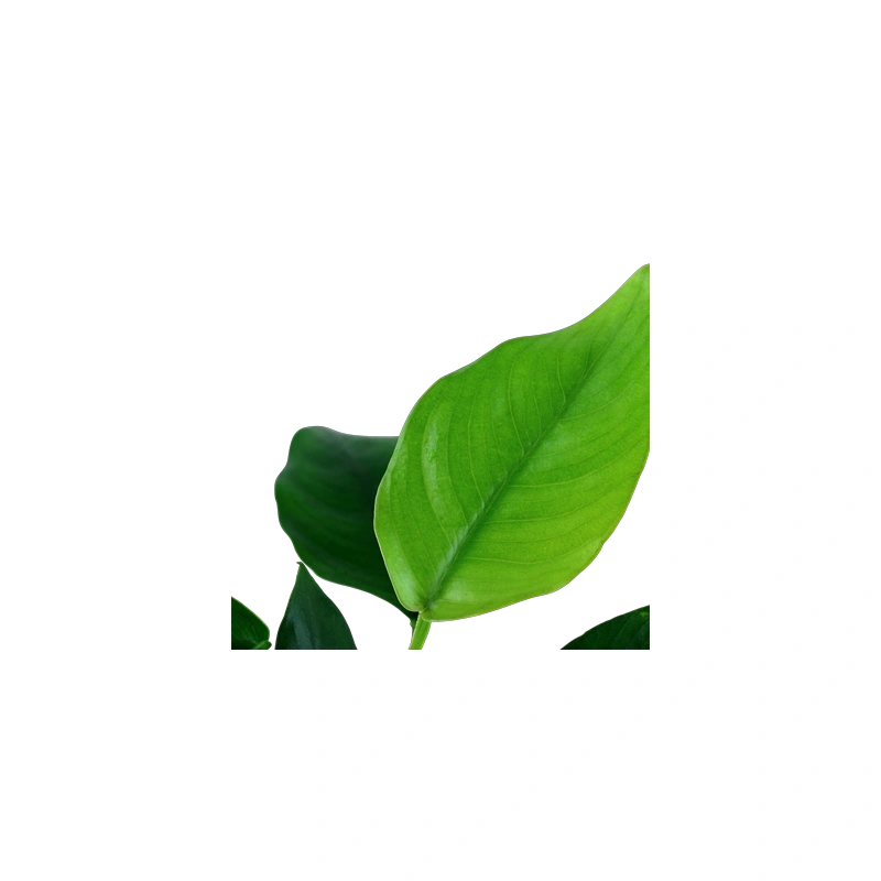 6103-4-78110.png.webp 6103-4-78110.png.webp