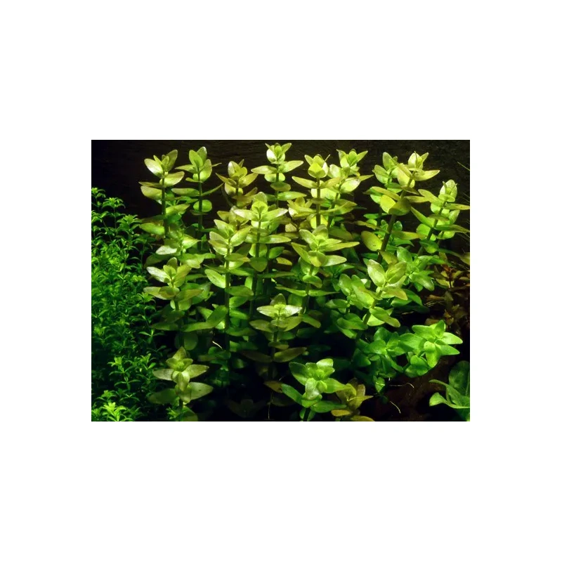 6303-3-2-437.jpg.webp 6303-3-2-437.jpg.webp