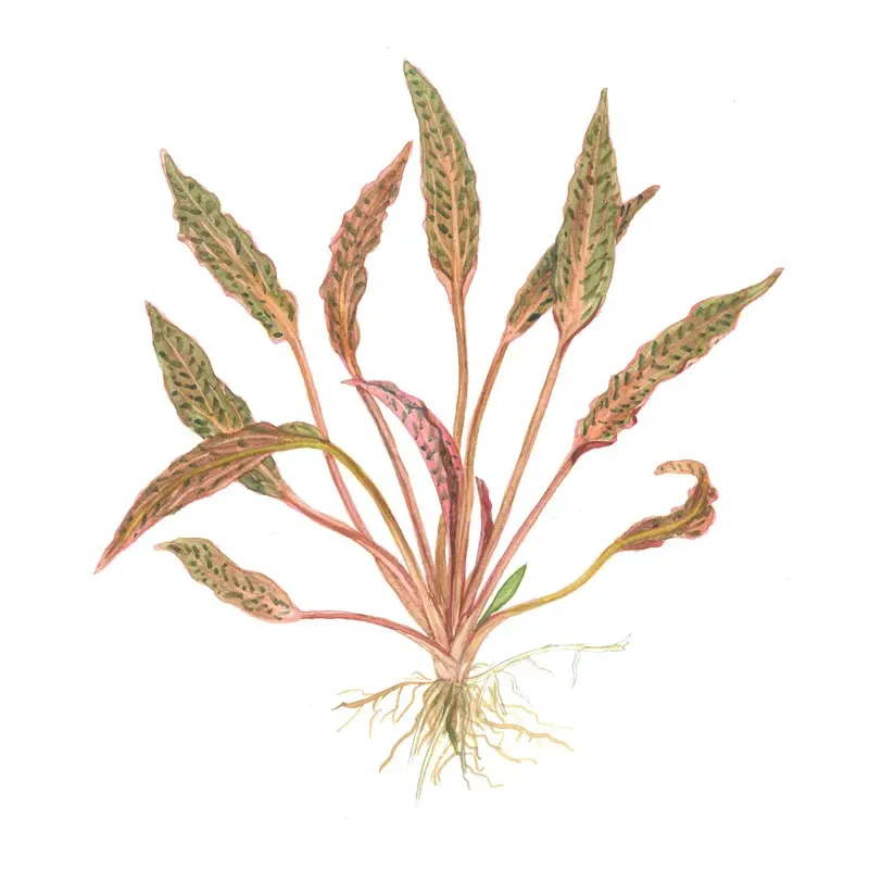 6539-1-1-3321.jpg.webp 6539-1-1-3321.jpg.webp