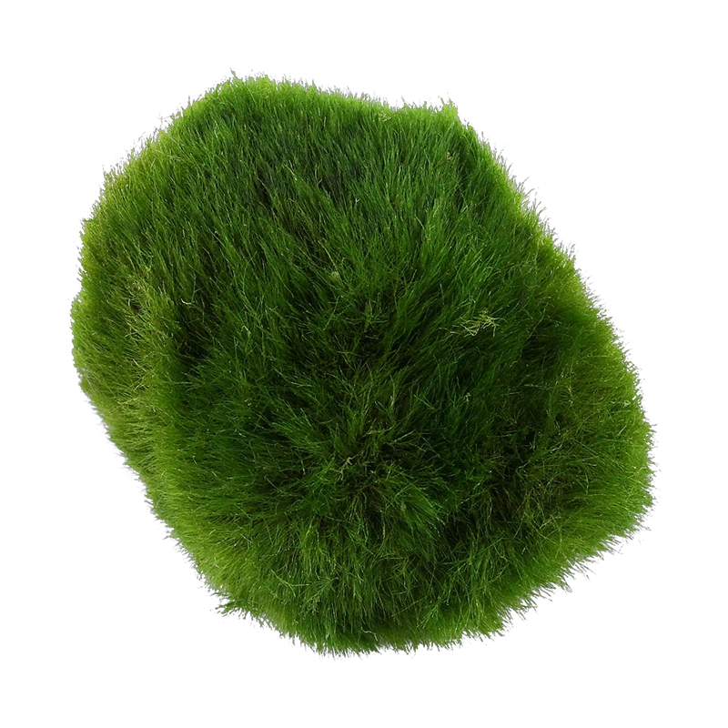 6546-4-1-65.png.webp 6546-4-1-65.png.webp