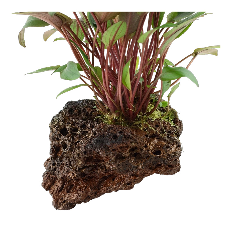 6558-4-2-222.png.webp