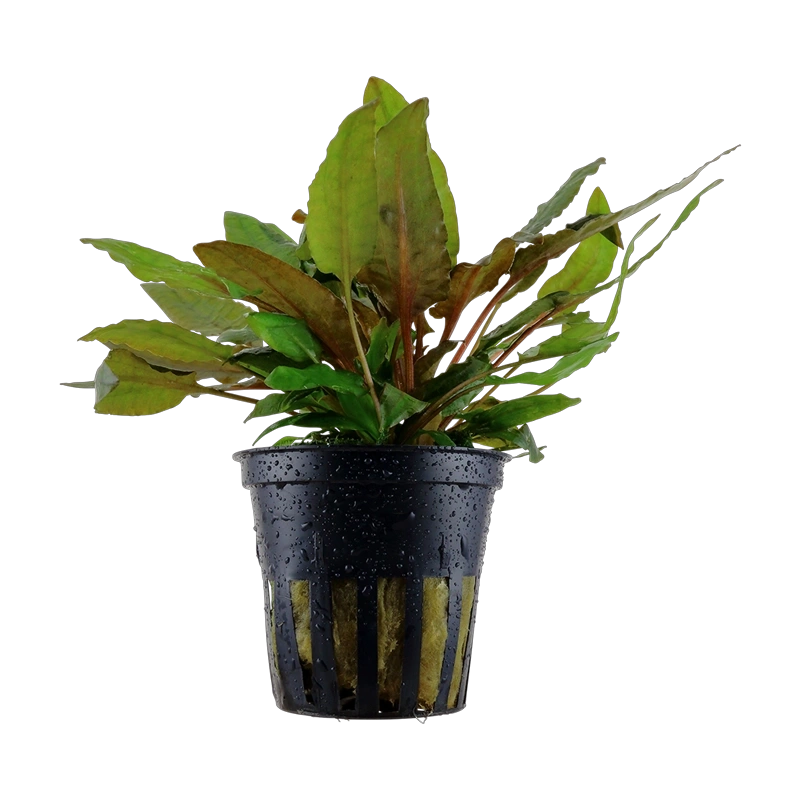 6568-2-3-81.png.webp