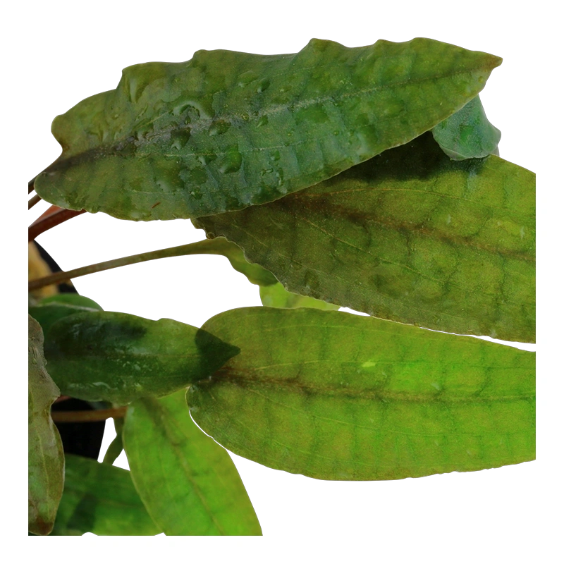 6568-3-1-80.png.webp 6568-3-1-80.png.webp
