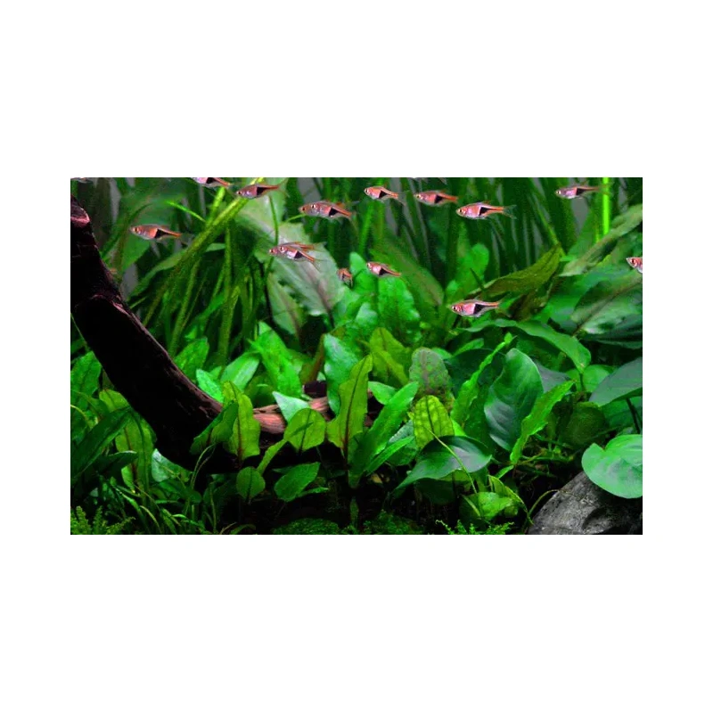 6570-3-5-915.jpg.webp 6570-3-5-915.jpg.webp