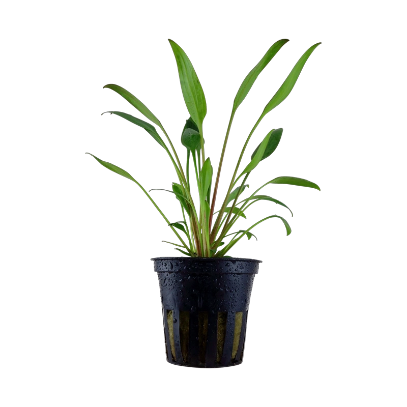 6575-2-2-188.png.webp