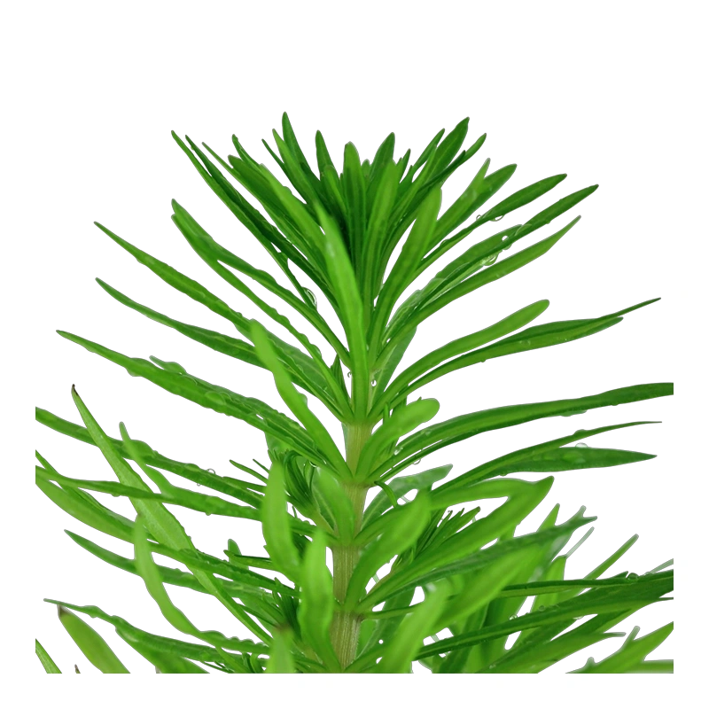 6830-053f-pot-227-64180a93cce985-61946522-053f-2-png-2.png.webp
