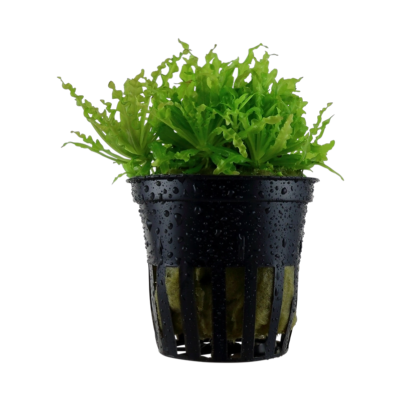 6831-2-10-599.png.webp