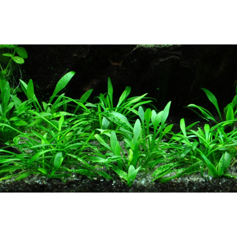 Cryptocoryne parva