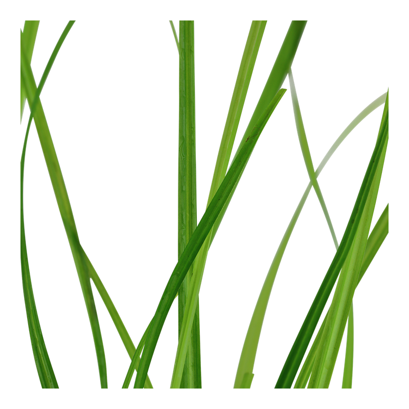 Cyperus helferi