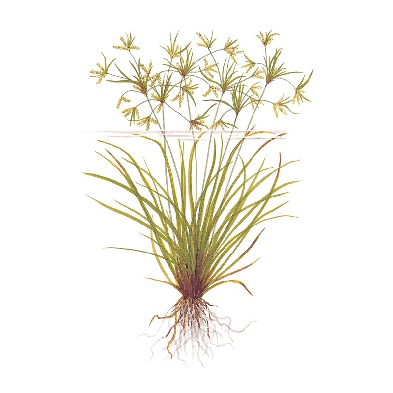 Cyperus helferi