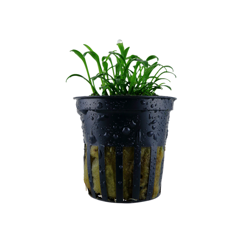 Cryptocoryne parva
