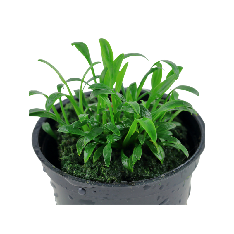 Cryptocoryne parva