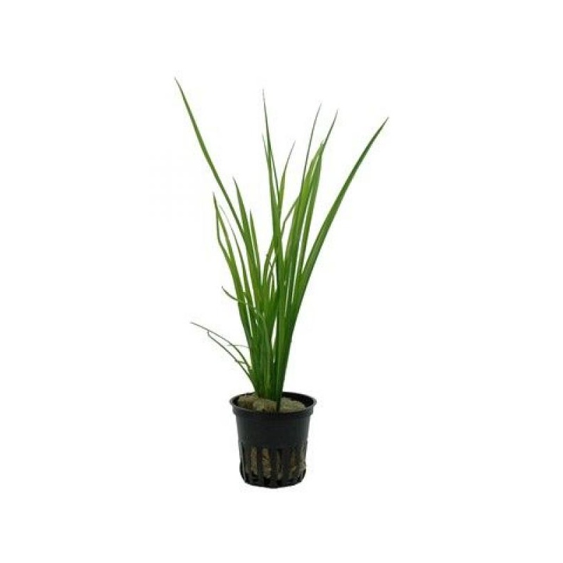 Cyperus helferi