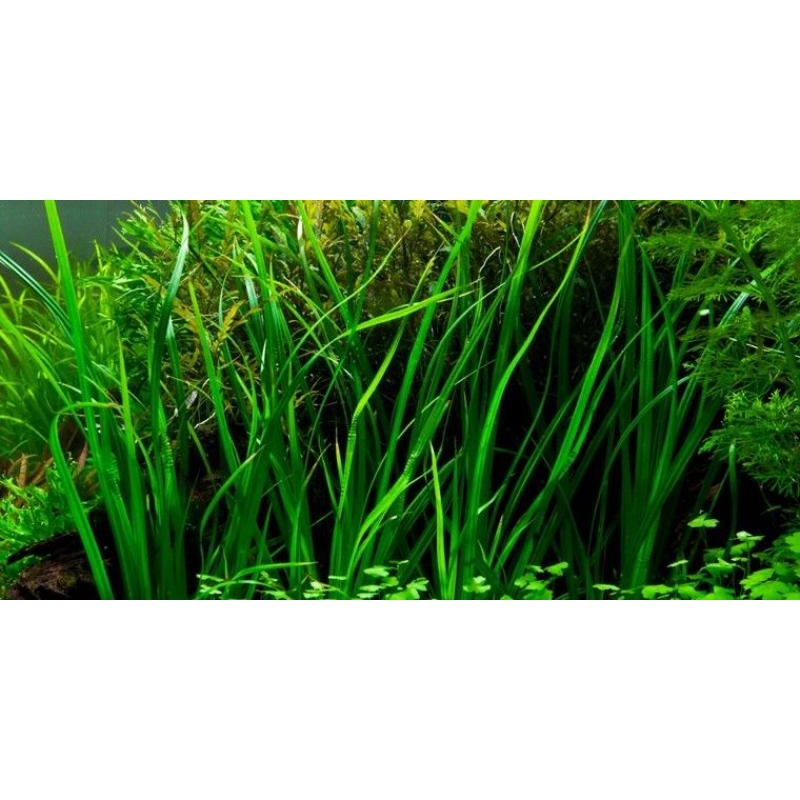 Cyperus helferi