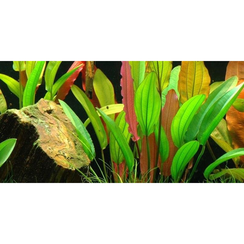 Echinodorus 'Red Diamond'