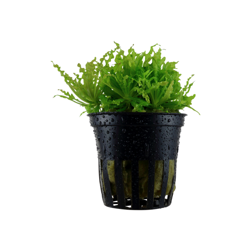 Pogostemon helferi