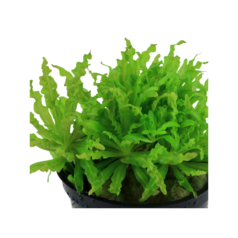 Pogostemon helferi