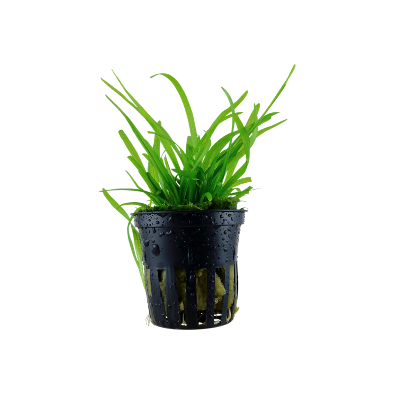 Sagittaria subulata