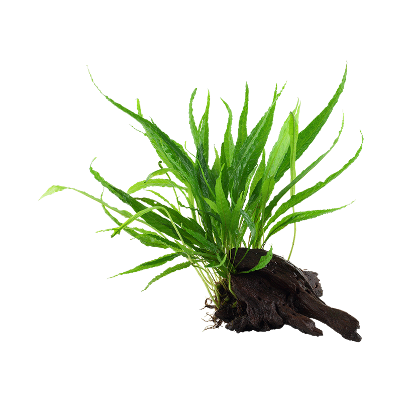 Microsorum pteropus windelov juurikal