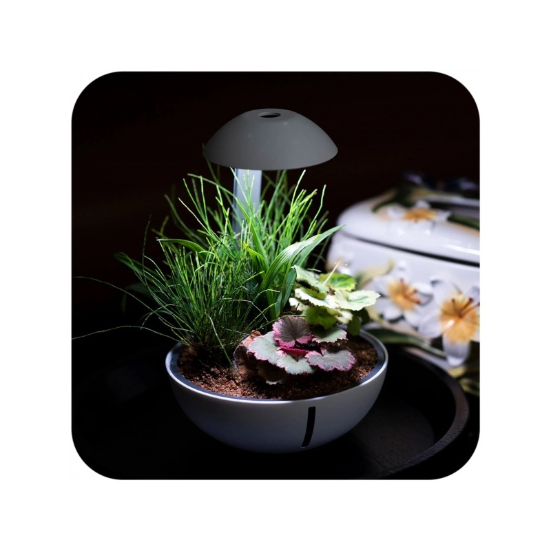 chihiros-tiny-terrarium-1.jpg