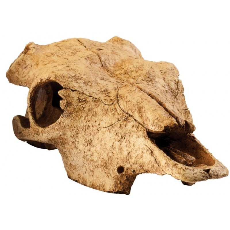 exo-terra-buffalo-skull-1.jpg